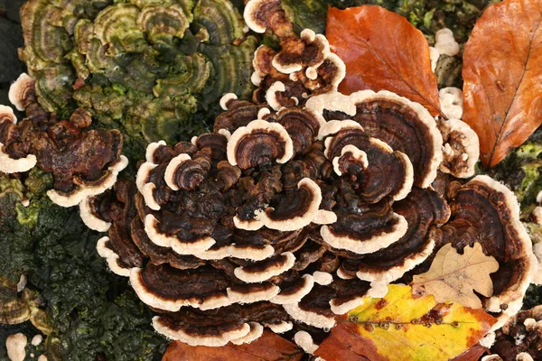 Turkey Tail Mushrooms Growing Tree Stump Woodland — Stock Photo, Image