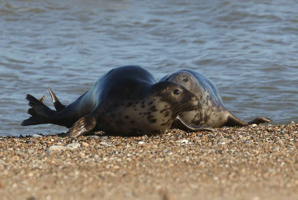 两只有趣的灰海豹Halichoerus Grypus在繁殖季节在海岸线上打斗 — 图库照片