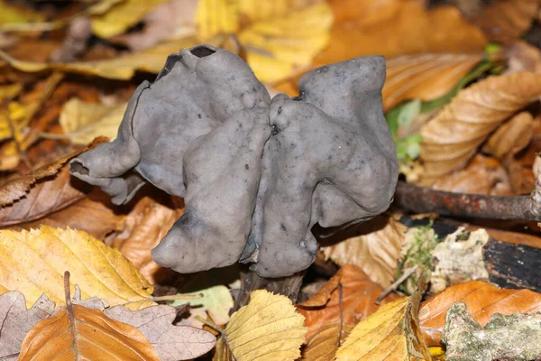 Ein Elfensattelpilz Helvella Lacunosa Wächst Wäldern Großbritannien — Stockfoto