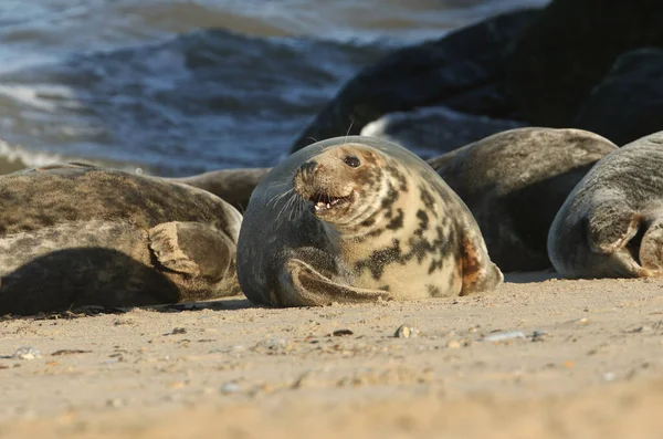 Kolónia Szürke Fókák Halichoerus Grypus Pihenés Strandon Tenyészidőszak Alatt — Stock Fotó