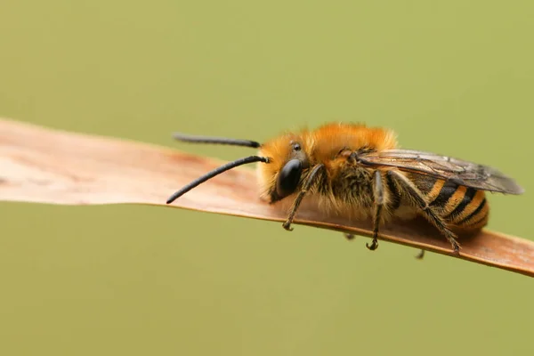 Eine Hübsche Efeubiene Colletes Hederae Schläft Auf Einem Schilf — Stockfoto