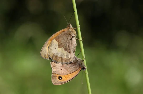 Pářící Párek Motýla Hnědého Maniola Jurtina Usazený Stonku Trávy — Stock fotografie