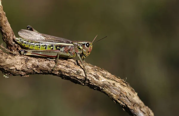 Ένα Σπάνιο Θηλυκό Μεγάλο Marsh Grasshopper Stethophyma Grossum Στηρίζεται Ένα — Φωτογραφία Αρχείου