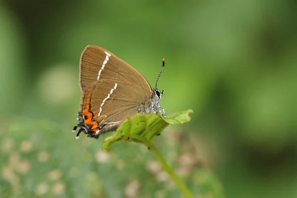 Nadir bulunan güzel beyaz bir Hairstreak Kelebeği, satyrium w-albümü, yaprağın üzerine tünemiş..