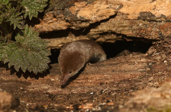 Uma Caça Selvagem Common Shrew Sorex Araneus — Fotografia de Stock