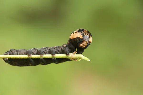 Μια Elephant Hawk Σκώρος Caterpillar Deilephila Elpenor Τρέφεται Ένα Willowherb — Φωτογραφία Αρχείου