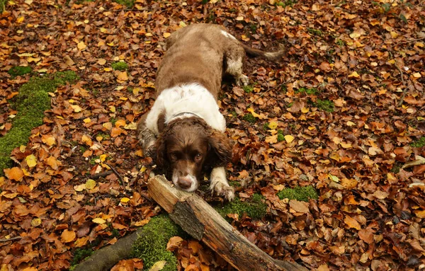 Muhteşem Bir Ngiliz Springer Spaniel Köpeği Sonbaharda Ngiltere Bir Ormanda — Stok fotoğraf