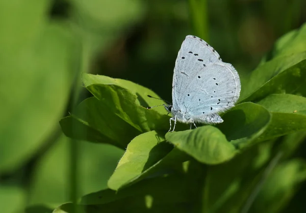 Una Hermosa Mariposa Azul Holly Celastrina Argiolus Posada Sobre Una — Foto de Stock