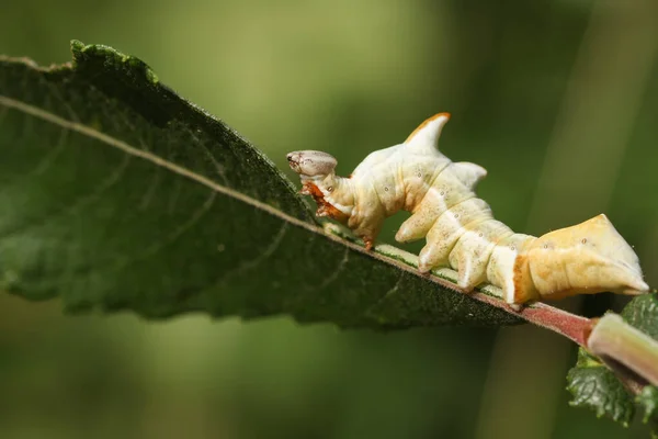 Uma Bela Pebble Prominent Moth Caterpillar Notodonta Ziczac Alimentando Uma — Fotografia de Stock