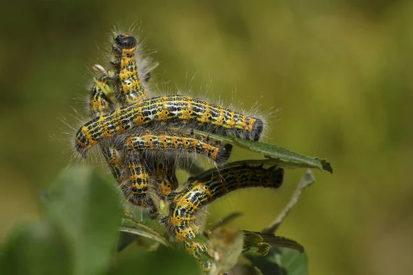 Eine Reihe Von Buff Tip Moth Caterpillar Phalera Bucephala Ernährt — Stockfoto