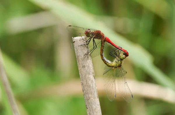 Ett Parande Par Ruddy Darter Dragonfly Sympetrum Sanguineum Uppflugna Ett — Stockfoto