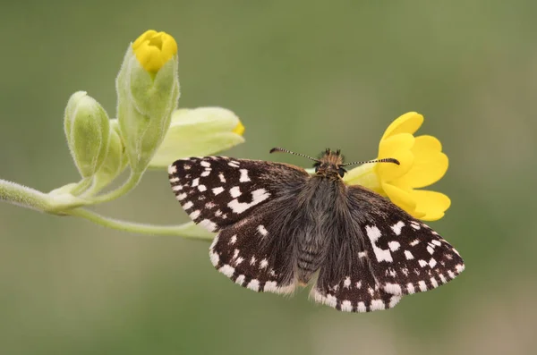 Sebuah Langka Grizzled Skipper Butterfly Pyrgus Malvae Pada Bunga Cowslip — Stok Foto