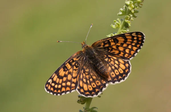 Rare Glanville Fritillary Butterfly Melitaea Cinxia Perching Flower Mainland Britain — Stock Photo, Image