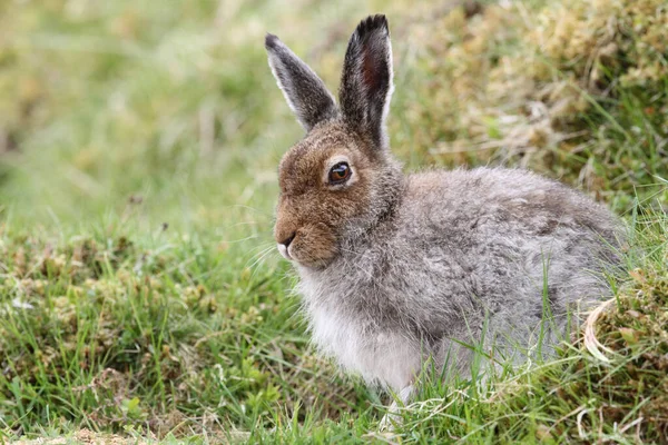 Mountain Hare Lepus Timidus Nas Terras Altas Escócia Refugiando Uma — Fotografia de Stock