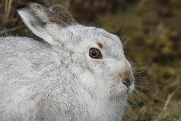 Mountain Hare Lepus Timidus Seu Casaco Branco Inverno Nas Montanhas — Fotografia de Stock