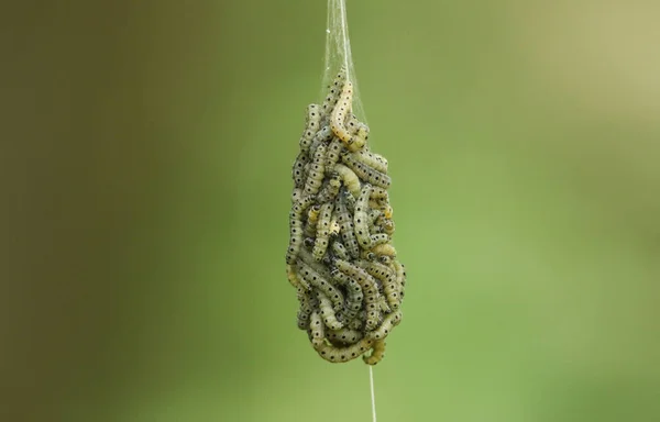 depositphotos_443748084-stock-photo-number-spindle-ermine-moth-caterpillar.jpg