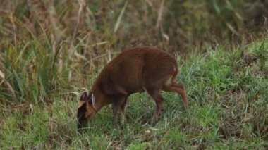 Güzel bir dişi Muntjac geyiği, Muntiacus reevesi, sonbaharda gölün ortasında bir adada besleniyor..
