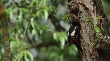 Güzel bir dişi Büyük Benekli Ağaçkakan, Dendrocopos Major, bir söğüt ağacındaki yuvasının kenarına tünemiş, yavrularını besliyor..