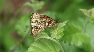 Bir çift nadir çiftleşen Heath Fritillary Butterfly (Melitaea athalia) ormandaki bir yaprağın üzerinde tünemektedir..