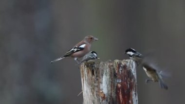 Coal Tits (Periparus ater) a Crested Tit (Lophophanes cristatus) a Blue Tit (Cyanistes caeruleus) and a Chaffinch  flying to a wooden post and feeding on seeds in the Abernathy forest in Scotland.