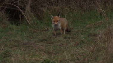 Muhteşem bir Kızıl Tilki (Vulpes vulpes) çalılıkların kenarında yiyecek arıyor..