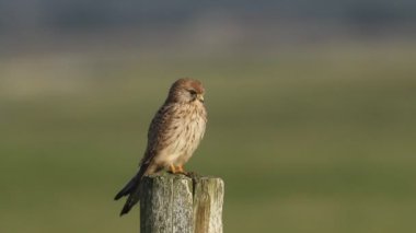 Avlanan bir Kerkenez, Falco Tinnunculus, rüzgarlı bir günde ahşap bir çit direğine tünemiş..