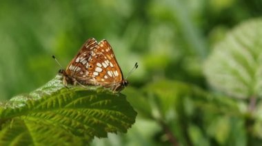 Burgundy Kelebeği 'nin (Hamearis lucina) yaprağın üzerinde tüneyen büyüleyici bir çift çiftleşen dükü..