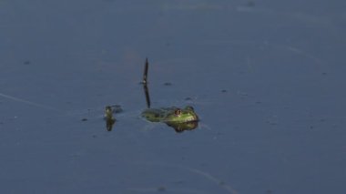 İngiltere 'de bataklık havuzunda yüzen güzel bir bataklık kurbağası..