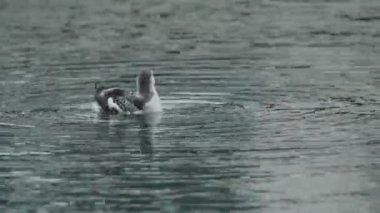Siyah bir Guillemot (Cepphus grylle) kışın denizde yüzer. .