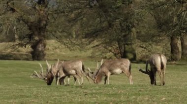 Milu Deer, Pere David 'in Geyiği olarak da bilinir) (Elaphurus davidianus) Ormanın kıyısındaki bir tarlada otlar..