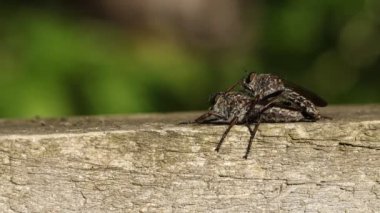 Çiftleşen bir çift Robberfly, ormanın kenarındaki ahşap bir çite tünemiş..