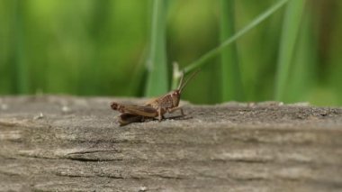 Şirin bir çayır Çekirgesi, Korthippus paraleli, ahşap bir çite tünemiş..