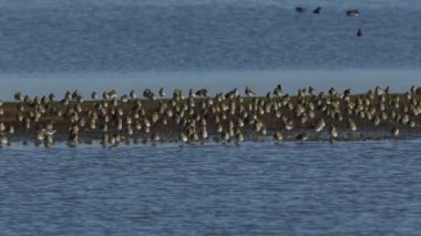 Görkemli bir Altın Plover sürüsü, Pluvialis kayısı, dinleniyor ve diğer dalış yapan kuşlarla birlikte Norfolk kıyısındaki bir tatlı su nehrinde..