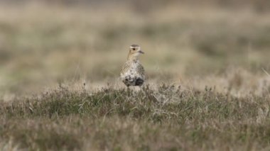 Çekici bir çağrı Altın Plover, Pluvialis kayısı, fundalıkta duruyor yağmur altında fundalıkta.