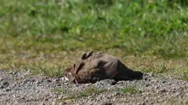 Güzel kırmızı bacaklı bir Partridge, Alectoris rufa, İngiltere 'de bir tarlada toz banyosu yapıyor..