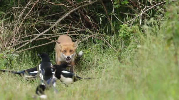 一只红狐幼崽 正在洞口觅食 一大群喜鹊在它面前等待任何偷窃食物的机会 小熊被吓坏了 于是它们就成群结队冲了进来 — 图库视频影像