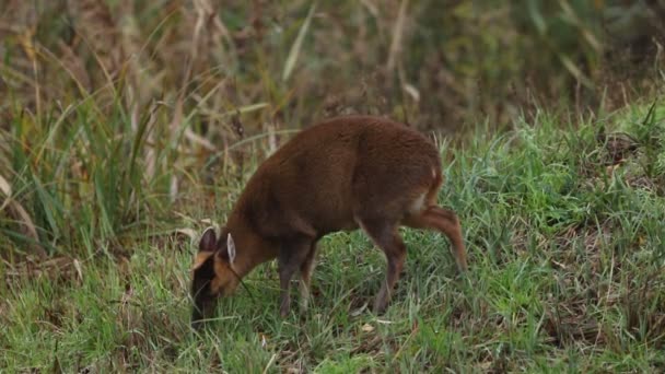 Ein Hübsches Muntjac Weibchen Muntiacus Reevesi Weidet Herbst Auf Einer — Stockvideo