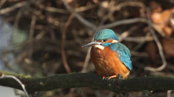 Piękna Kobieta Kingfisher Tym Alcedo Siedzi Gałęzi Nad Rzeką Odlatuje — Wideo stockowe