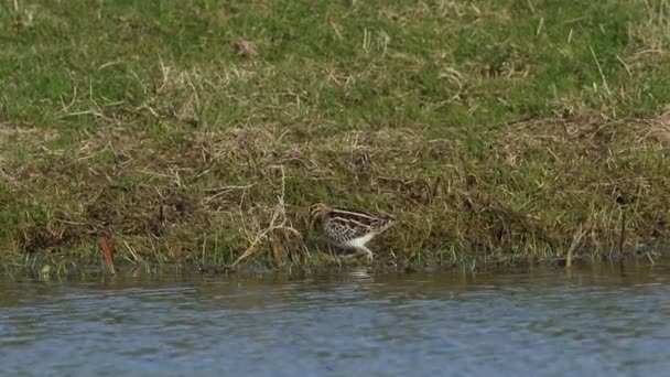 Hermoso Snipe Gallinago Gallinago Cazando Comida Vegetación Largo Del Borde — Vídeos de Stock