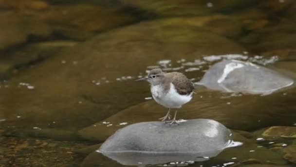 Ganska Vanlig Sandpiper Actitis Hypoleucos Står Klippa Flod Preening — Stockvideo