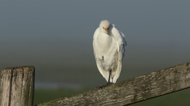 Nadir Bir Sığır Egret Bubulcus Ibis Sisli Bir Soğuk Sabahta — Stok video