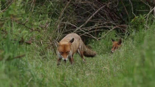 Vchodu Svého Doupěte Krmí Samice Red Fox Vulpes Vulpes Leží — Stock video