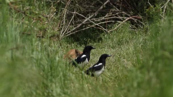 Niedliche Wilde Rotfuchswürfel Vulpes Geier Die Sich Langen Gras Eingang — Stockvideo