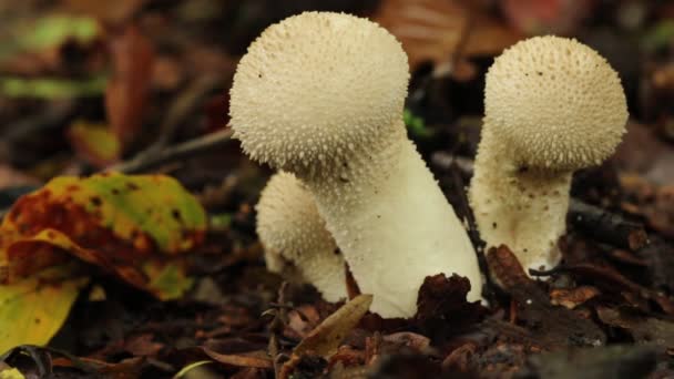 Eine Gruppe Von Puffkugeln Lycoperdon Perlatum Wächst Wäldern Großbritannien — Stockvideo