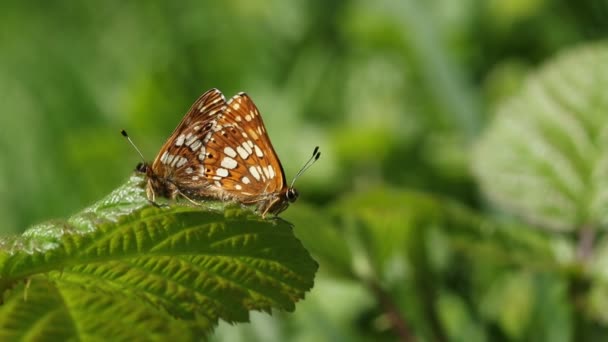 Ohromující Pár Vzácných Páření Vévoda Burgundský Motýl Hamearis Lucina Sedí — Stock video