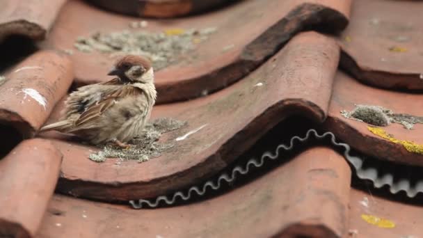 Deslumbrante Macho Raro Tree Sparrow Passer Montanus Preening Sobre Azulejos — Vídeo de Stock