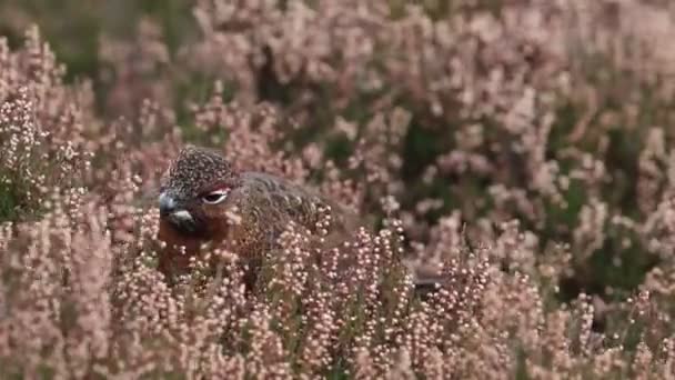Egy Lenyűgöző Vörös Fajdkakas Lagopus Lagopus Amely Hangából Táplálkozik Skóciai — Stock videók