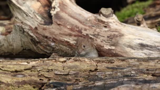 Cute Wild Bank Vole Myodes Glareolus Foraggiamento Cibo Mucchio Tronchi — Video Stock