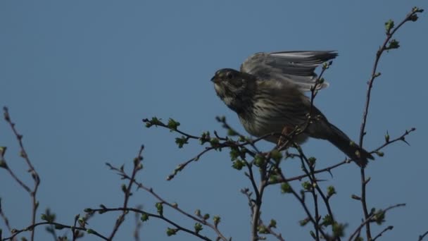 Una Bonita Maíz Bunting Emberiza Calandra Encaramada Una Rama Hawthorn — Vídeos de Stock