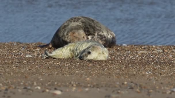 Filhote Cachorro Recém Nascido Selo Cinzento Bonito Halichoerus Grypus Deitado — Vídeo de Stock